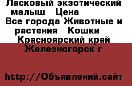 Ласковый экзотический малыш › Цена ­ 25 000 - Все города Животные и растения » Кошки   . Красноярский край,Железногорск г.